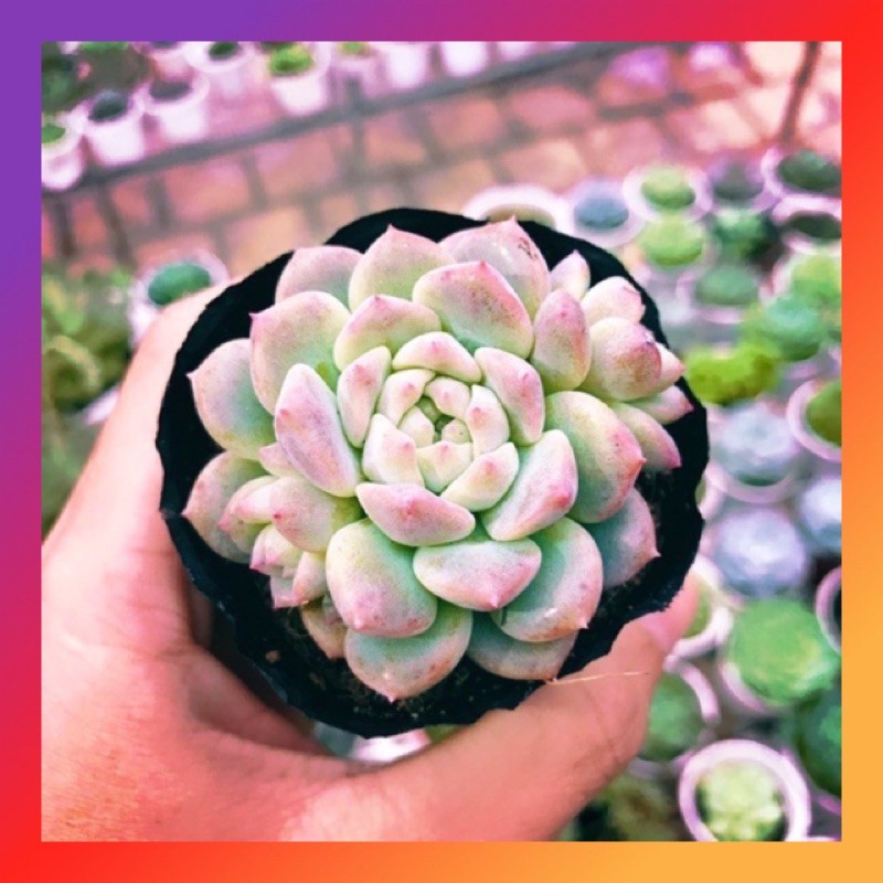 SEN ĐÁ DÙ HỒNG SIZE BÉ SIÊU KHỎE ĐẸP LỖI 1 ĐỔI 1