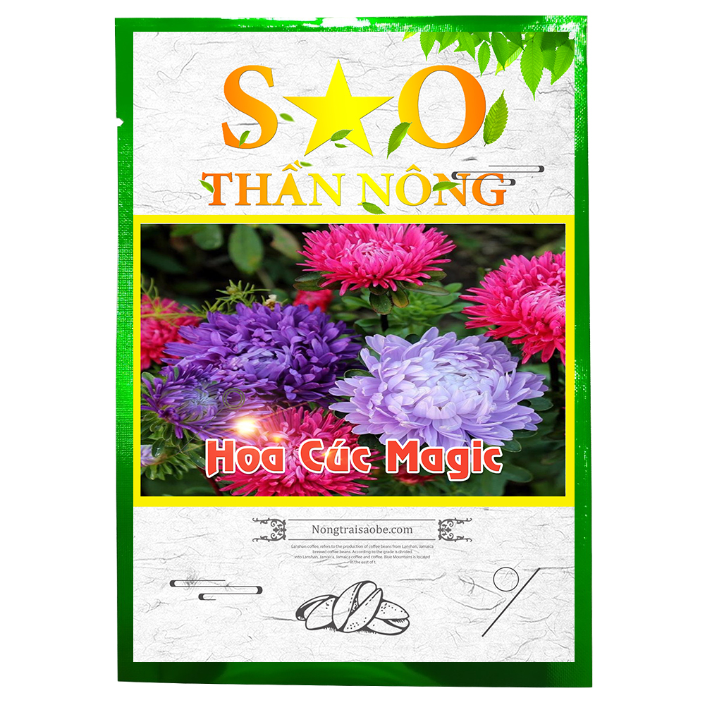 Hạt giống Cúc Magic nhiều màu- Sao Thần Nông
