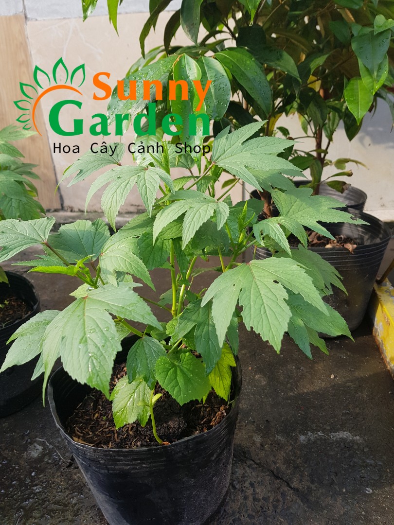 Cây Bụp Giấm (Rau Chua, Cây Giấm, Atiso Đỏ) - Chậu Rau Dược Liệu