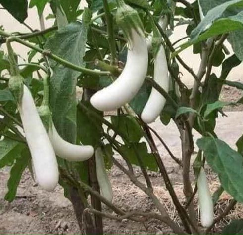 Hạt giống cà trắng dài lai  - gói 0,5gr