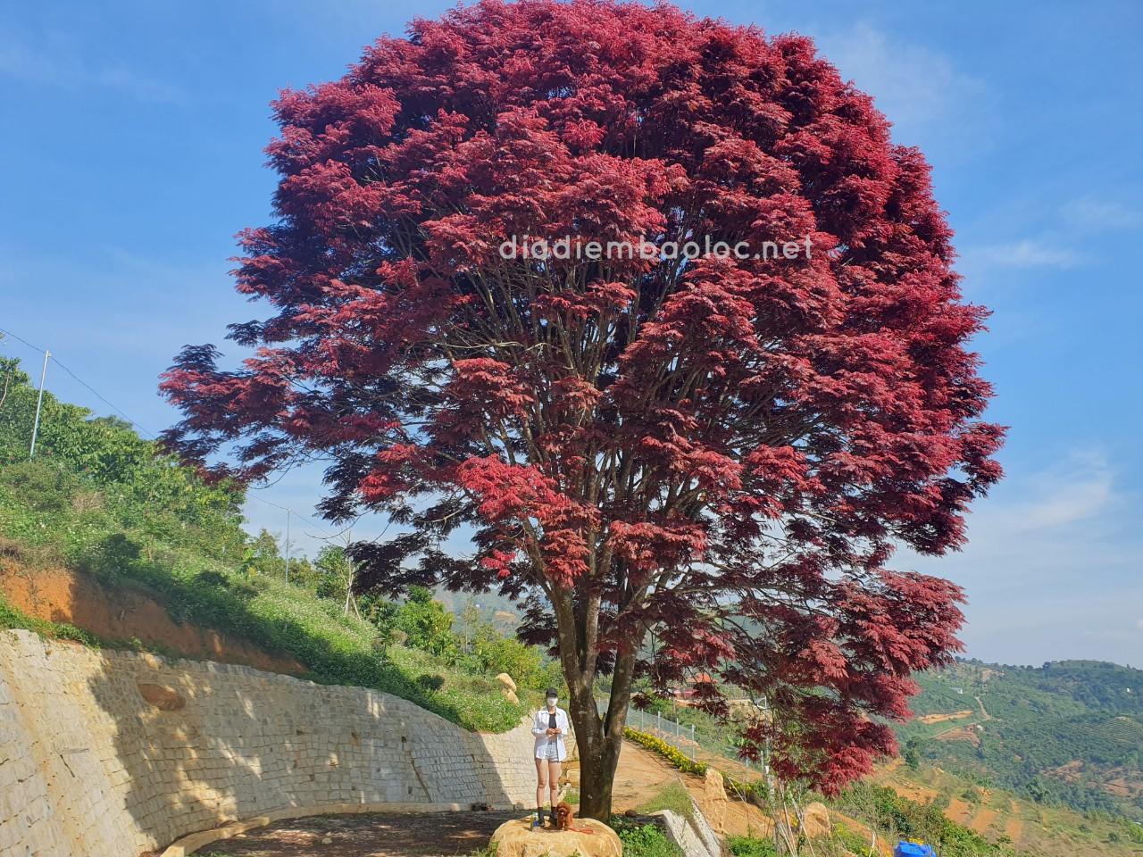 Cây lim lá thắm giống