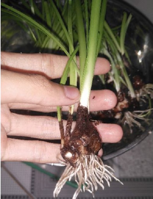Combo 10 Củ hoa huệ mưa - màu hồng sen