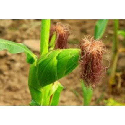 1kg râu ngô khô thơm sạch ngon
