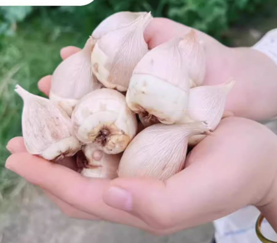 Củ giống hoa lan nam phi hoa màu đỏ - 1 củ