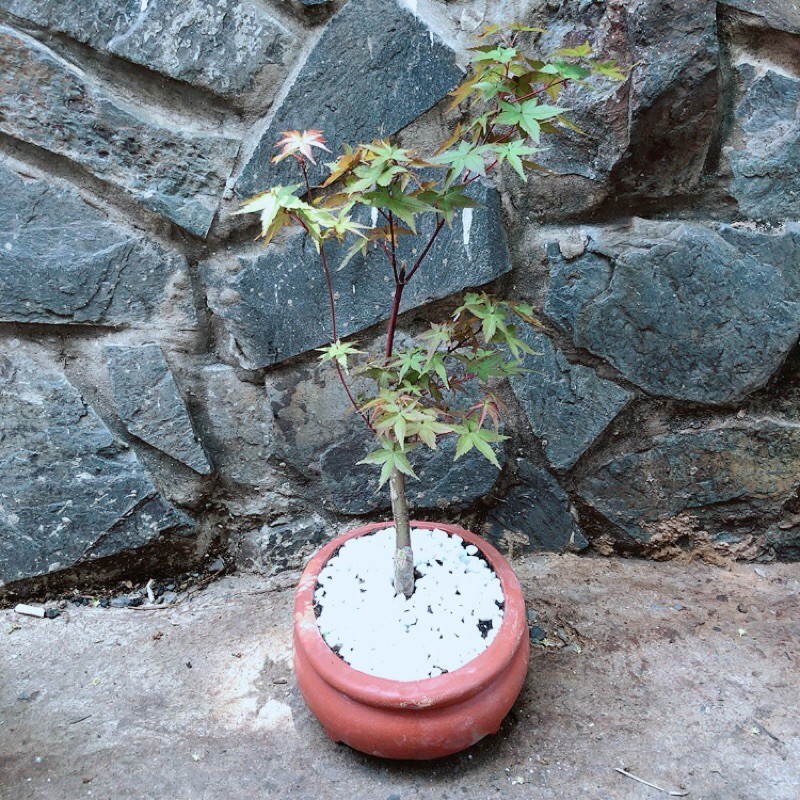 Chậu Phong Lá Đỏ Bonsai (chậu gốm)