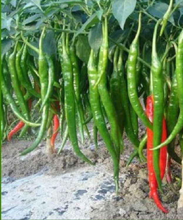 Hạt Giống  Ớt Đậu đũa ( ớt siêu dài hàn quốc ) - 1 gói 20 hạt - VTNT