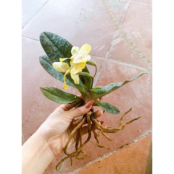 LAN HÀI GẤM 1 CHẬU TRỒNG THUẦN