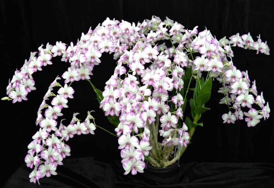 Chớp Enobi ( Chớp sữa ) Chậu F12