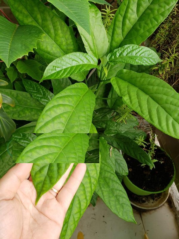 Combo 02 cây giống dạ ngọc minh châu - cây hoa nở chùm đẹp - tài lộc công danh