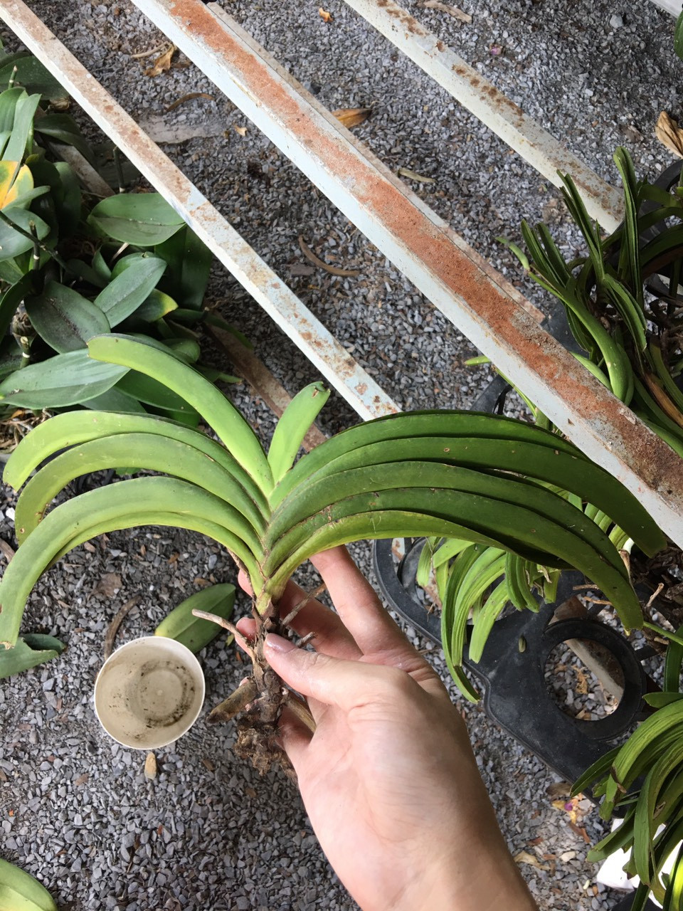 Cây giống lan hải yến