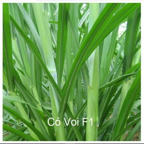 Hạt giống cỏ voi lai - gói 500g