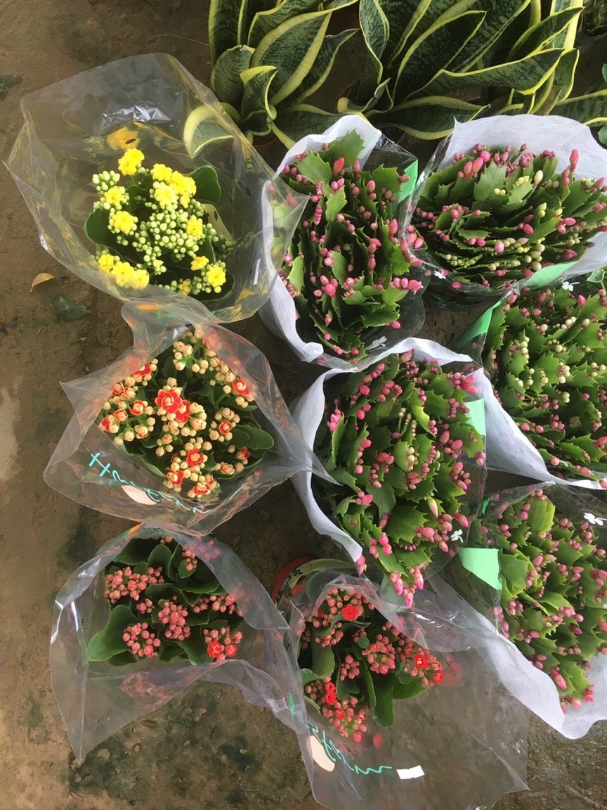 combo 2 CÂY HOA SỐNG ĐỜI