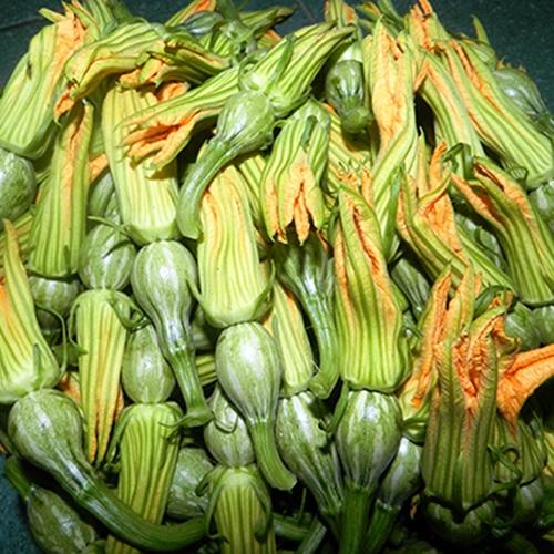 Combo Lớn 10 Túi Hạt Giống Rau Bí Nụ Ăn Non F1. Mỗi Túi 10 Gram - Chất Lượng Cao - Giá Đặc Biệt.