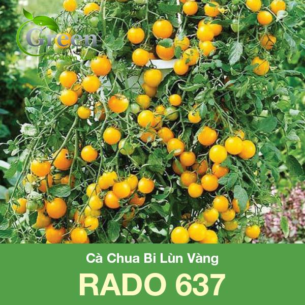 Hạt Giống Cà Chua Bi Lùn Vàng F1 Trái Chùm