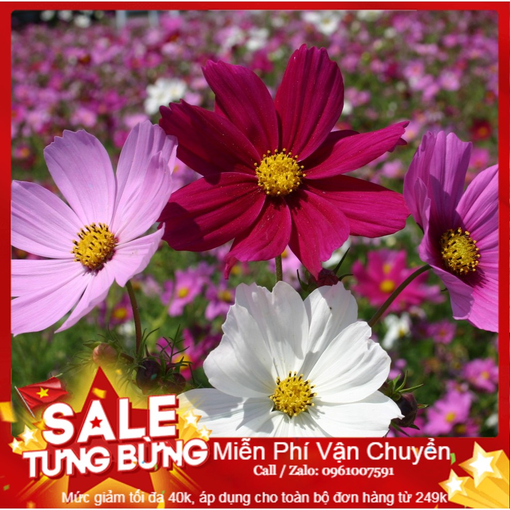 Hạt giống sao nháy mix - 50 hạt