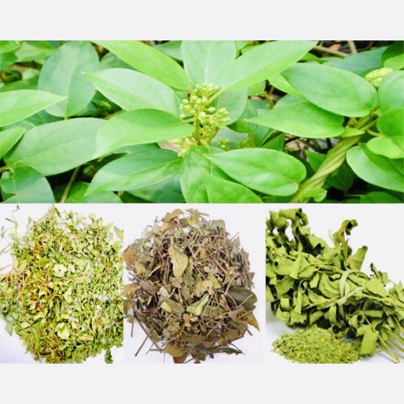 Dây thìa canh khô # thơm ngon sạch hỗ trợ tiểu đường