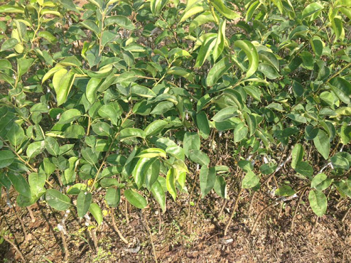 cây giống cây lê nâu (cây mắc cọp)