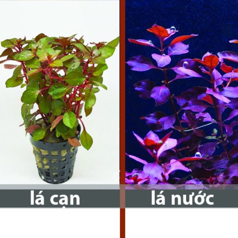 3 nhánh cây thủy sinh tân đế tài hồng