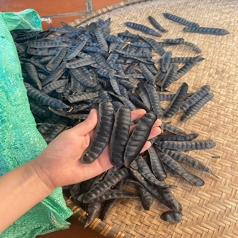 Bồ kết trái sấy khô túi 500gram - Thảo Dược Tấn Phát - Hàng công ty chất lượng cao