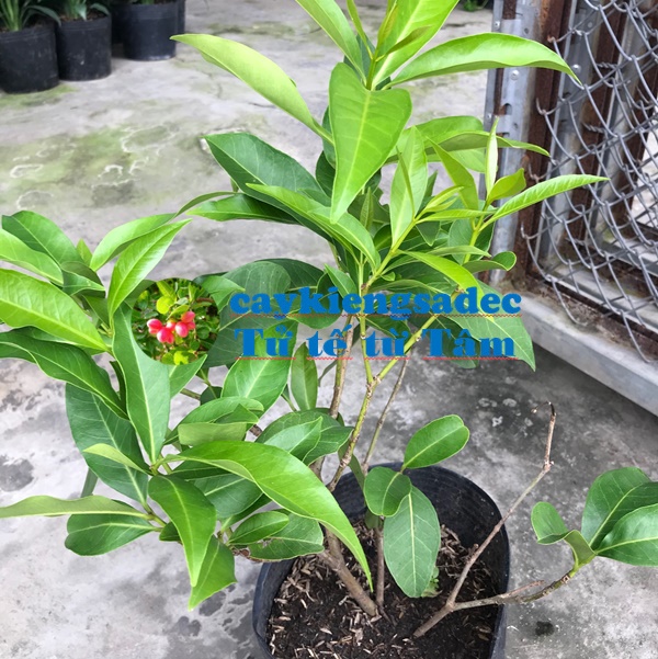 khoinghiepdongthap - caykiengsadec - Cây lá vối - tặng phân bón cho cây mau lớn - hoa kiểng lá - trang trí nội thất - cây phong thủy - Sản phẩm khởi nghiệp từ những người con đất Sen Hồng