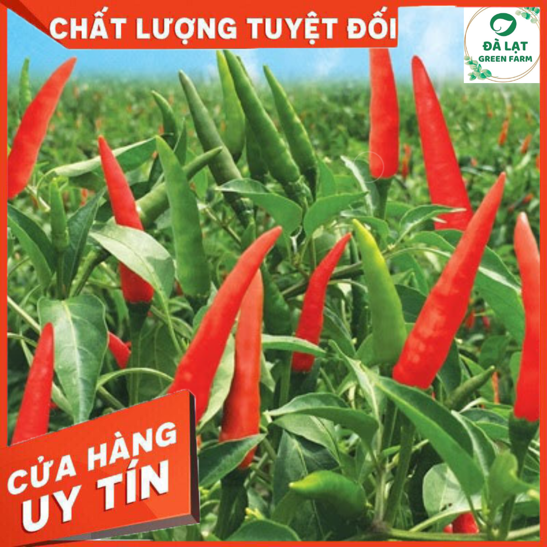 30H_HẠT GIỐNG ỚT HIỂM (SIÊU TRÁI)