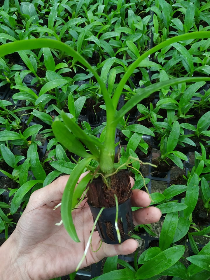 SIÊU TĂNG TRƯỞNG. COMBO 3 GÓI (gói 100gr)