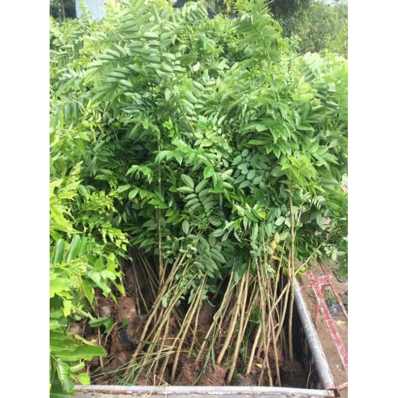 [FREESHIP - Xả Khô Máu] combo 5 cây giống sưa đỏ cao 80cm