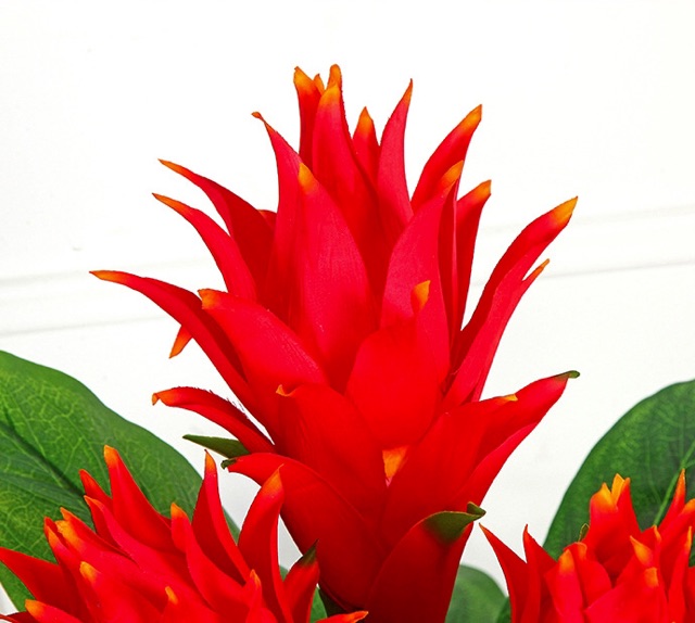 Cây lan đuốc ( dứa cảnh)