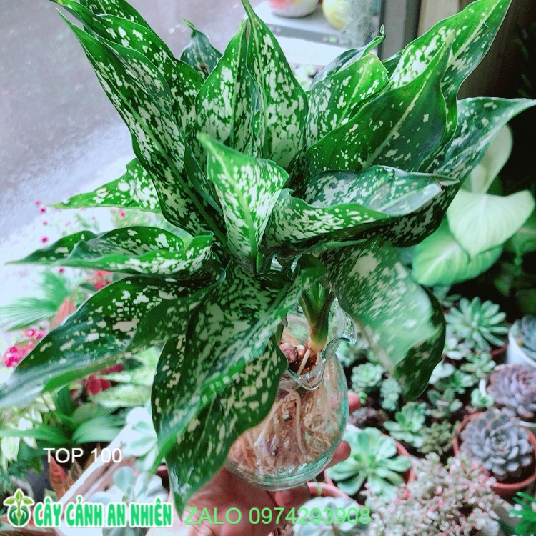 Chậu Ngọc Ngân Thuỷ Sinh