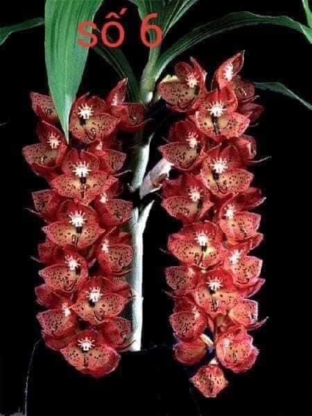 Hoa Lan thiên Nga đột biến(1 củ hình cuối) qq