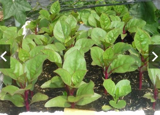 [HCM]Gói 20g hạt giống mồng tơi tím