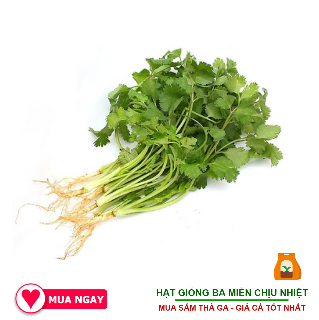 Hạt Giống Ngò Dễ Trồng, Giống Thơm, Pháp 20Gram