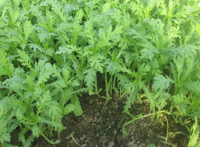 Hạt Giống Tần Ô Lá Tẻ (Cúc tẻ) -Fam Seeds