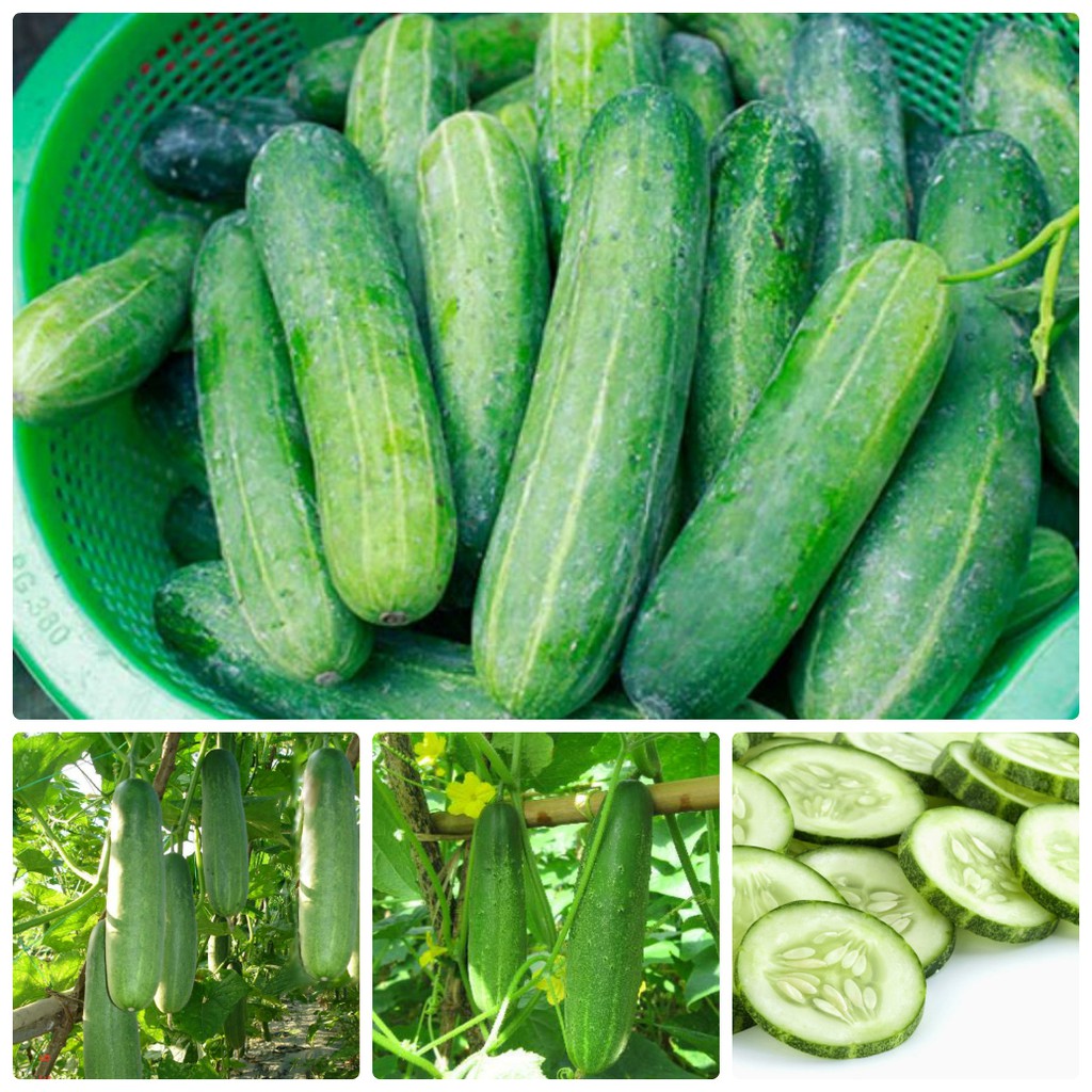 Hạt giống Dưa leo (Dưa chuột nếp) - Gói 25 hạt