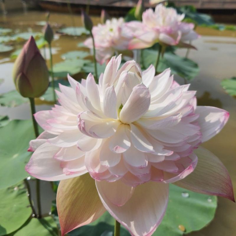 HOA SEN THÁI: SUPER LOTUS [Siêu Giảm Giá]