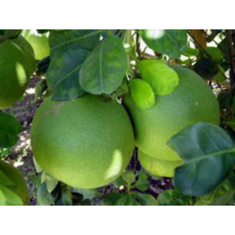 Cây Bưởi da xanh ruột hồng (cây giống có bảo hành )