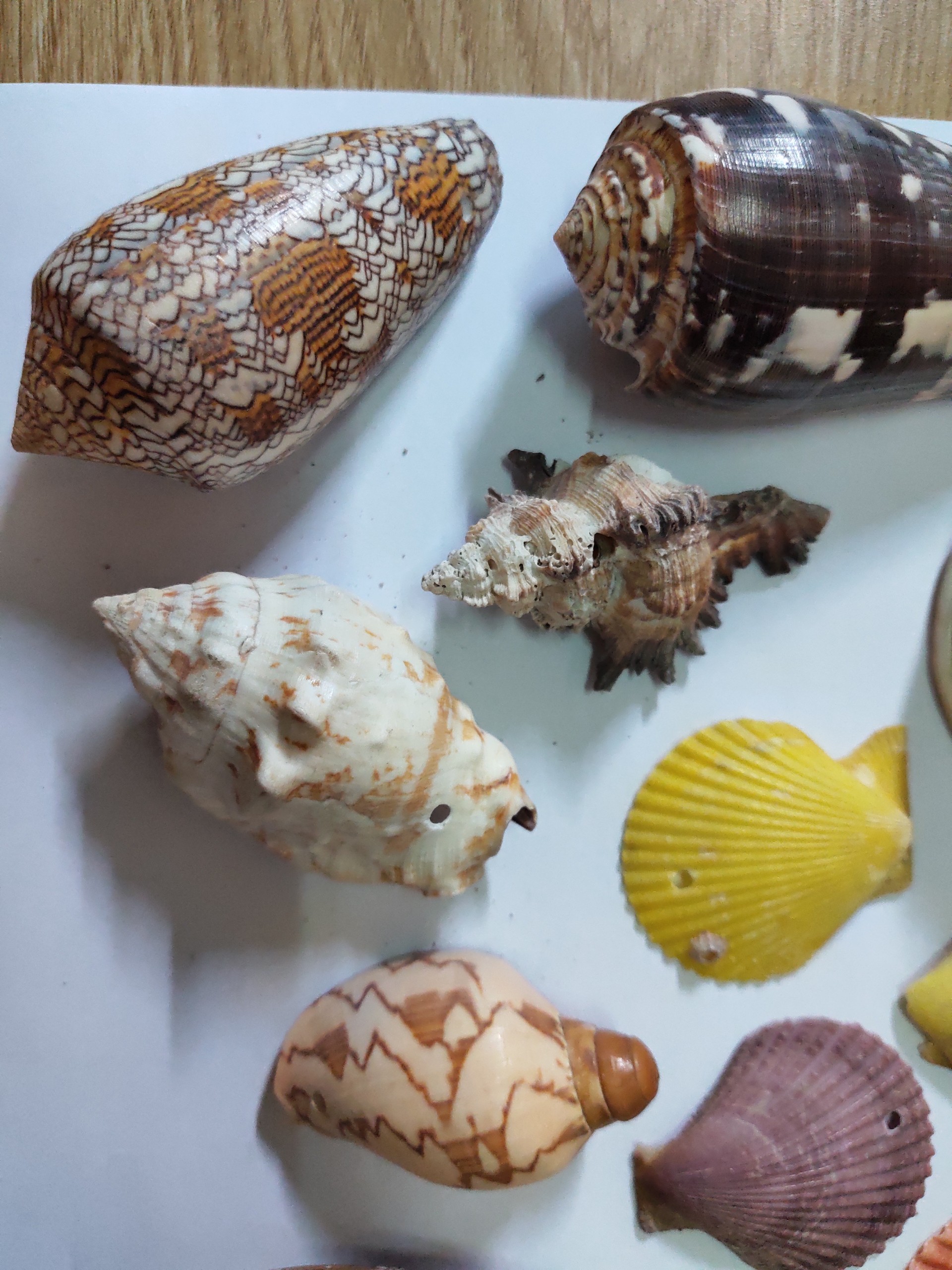 Vỏ ốc biển, vỏ sò biển trang trí