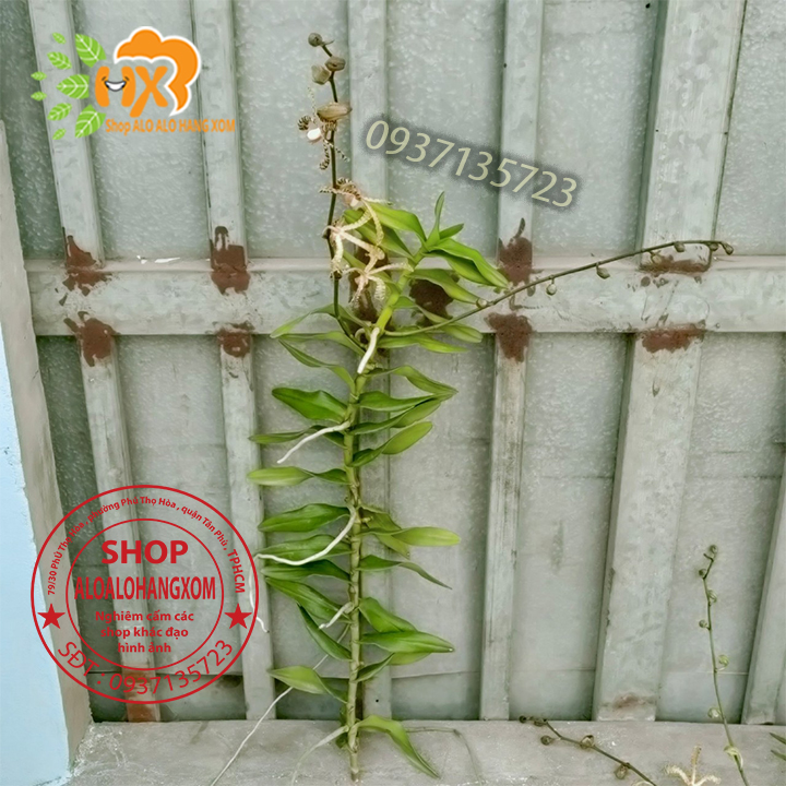 [HCM]CÂY LAN BÒ CẠP RẰN - CÂY CÓ 2 VÒI HOA