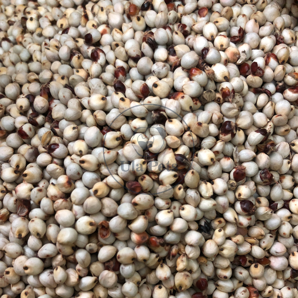 0.5KG - Bo bo trắng nguyên hạt