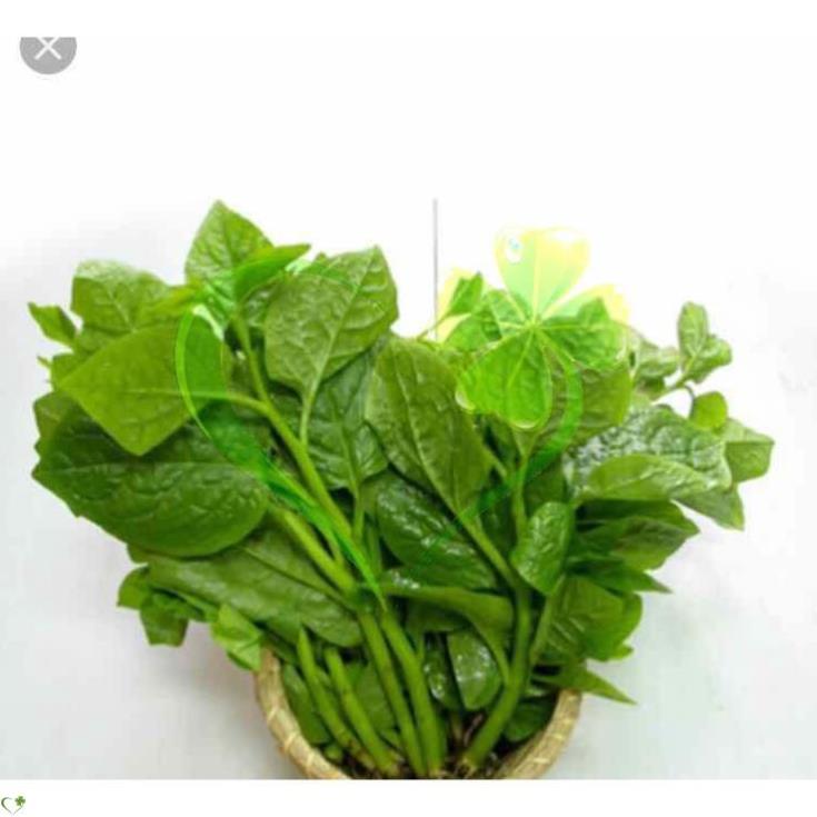 Hạt giống mồng tơi xanh - gói 20 gram