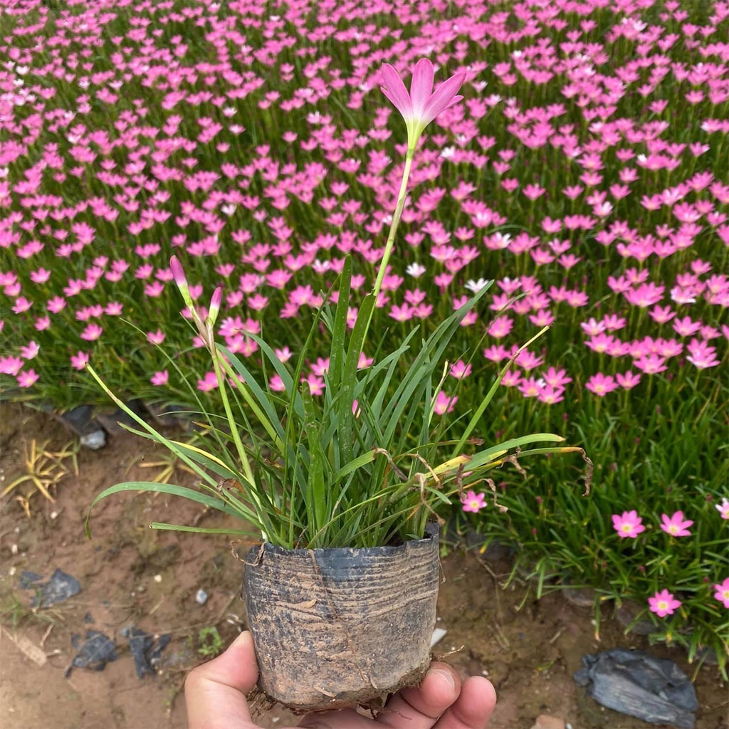 Củ hoa huệ mưa (15 củ) gieo trồng quanh năm