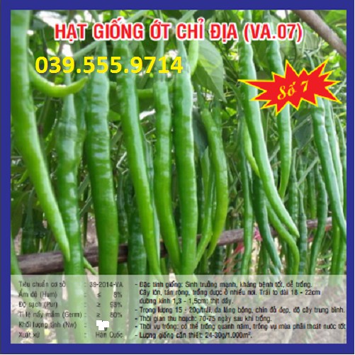 Hạt giống ớt chỉ địa – 0.5gram