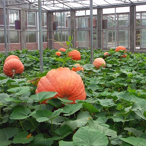 Hạt giống bí đỏ khổng lồ gói 5 hạt