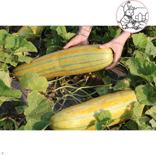 HẠT DƯA GANG TRÁI DÀI - GÓI 5 GRAM