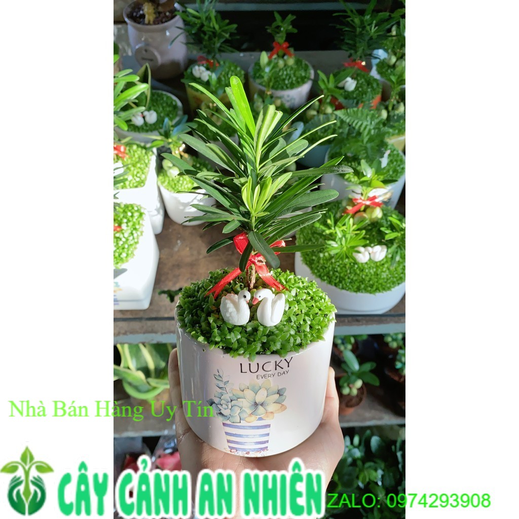 Tùng Vạn Niên