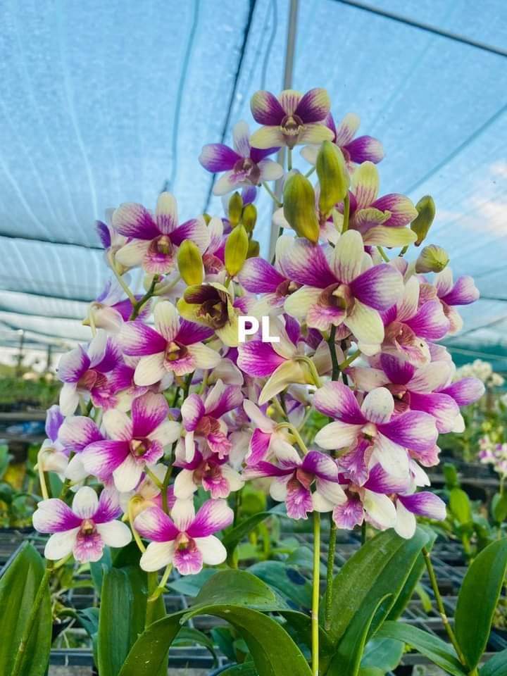 HOA LAN ĐỒNG TIỀN 3 MÀU