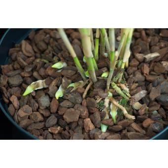 Vỏ thông đỏ mài loại 1 - 1kg