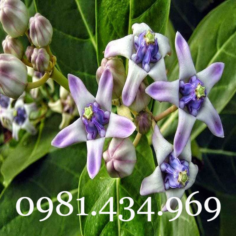Lá Hen Khô 01 KG (Bàng Biển, Bồng Bồng, Lưỡi Bò) Sạch