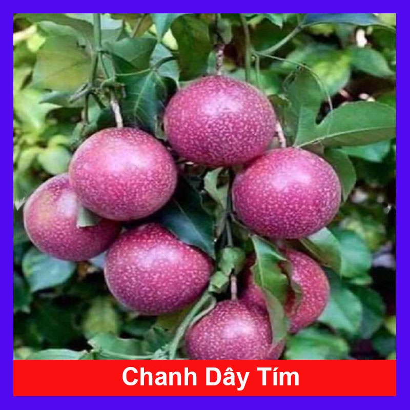 Cây chanh leo tím (Chanh dây tím giống)