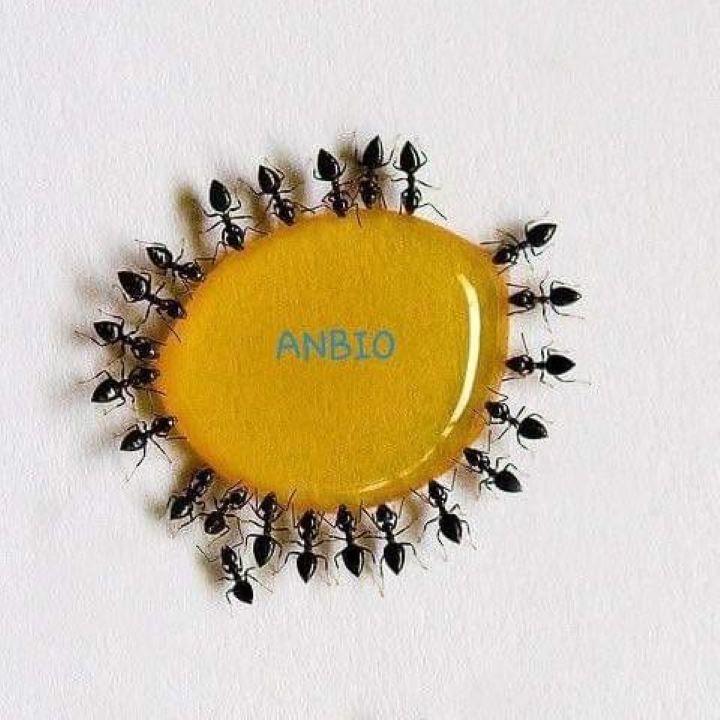 Combo 3 Lọ Thuốc Diệt Kiến - Gián Sinh Học ANBIO
